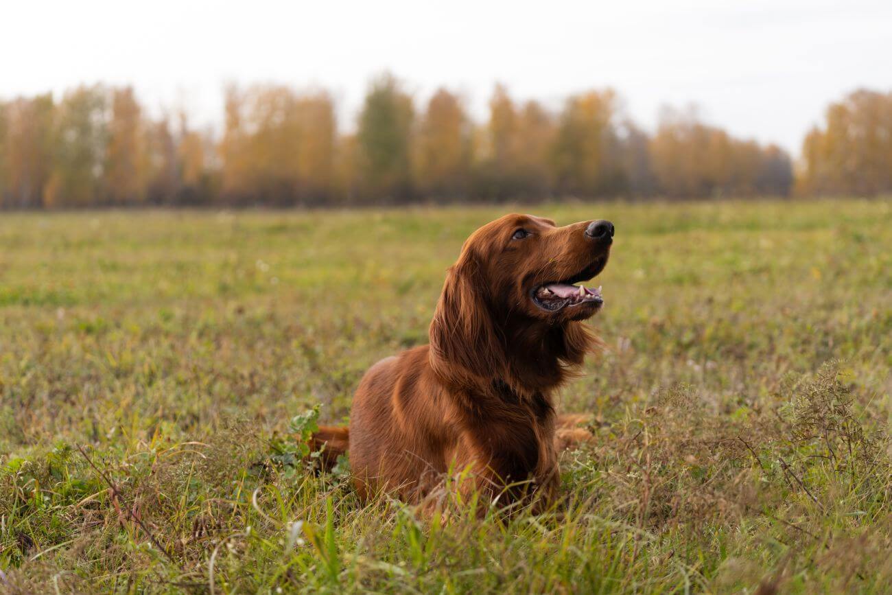 seter irlandzki myśliwy