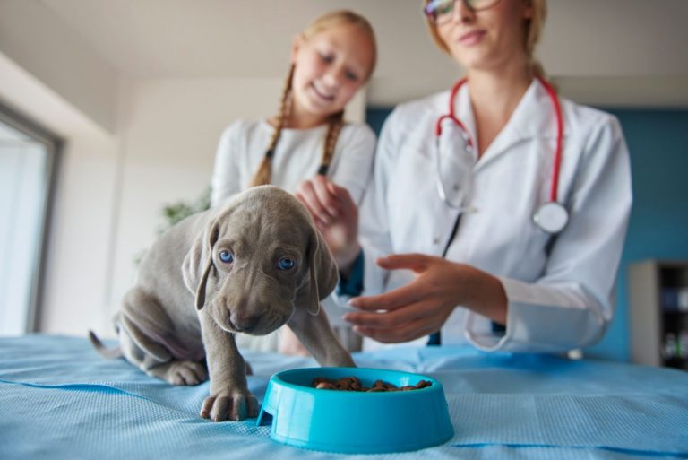 Zdrowa karma weterynaryjna dla psów – jak dbać o ich dietę?